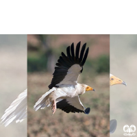 گونه کرکس مصری Egyptian Vulture